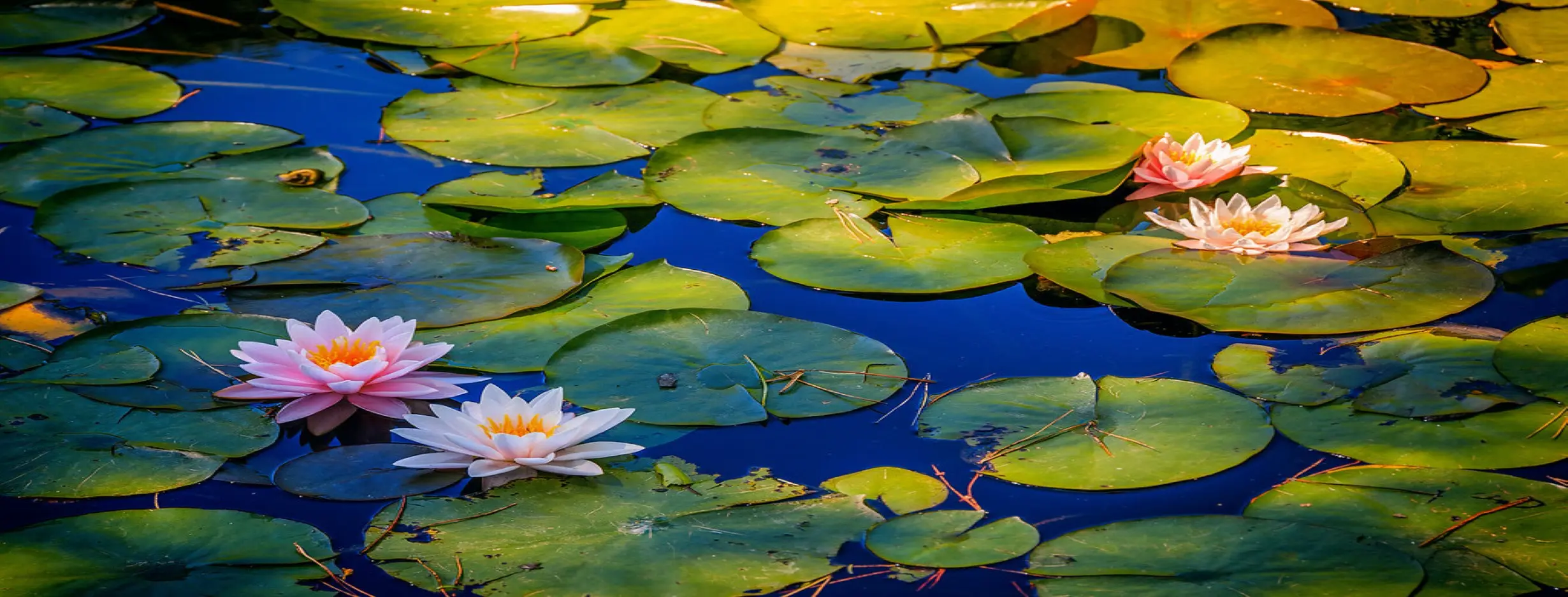 Image for Lotus Pond